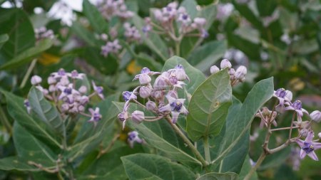 Calotropis gigantea or Asclepias gigantea, the flowers are blooming on trees in the forest area. The petals are bright purple star-shaped with thick, deep-colored pistils