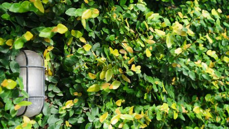 Téléchargez les photos : Ficus pumila a des feuilles denses et denses, cette plante grimpante pousse abondamment pour couvrir la surface des murs et les lumières suspendues à sa surface - en image libre de droit