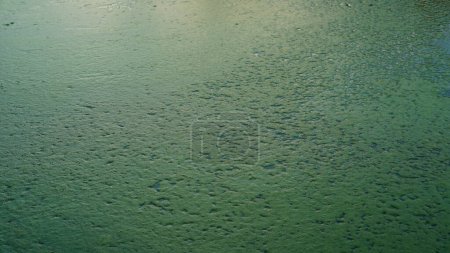 Arthrospira platensis im Süßwasser, wächst reichlich in großen Kolonien und bildet kleine Blasen in großer Zahl, die fast das gesamte Wasser bedecken