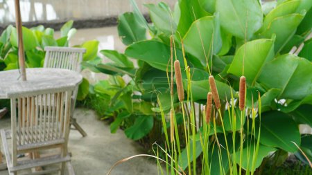 Narrowleaf cattail or Typha angustifolia is planted in a garden at an outdoor cafe
