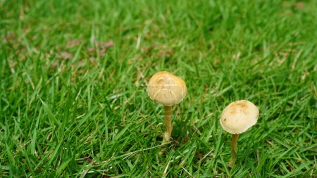 Agrocybe pediades, a small, brownish-white mushroom with a smooth surface, grows in the grass