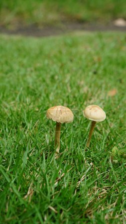Agrocybe pediades, a small, brownish-white mushroom with a smooth surface, grows in the grass