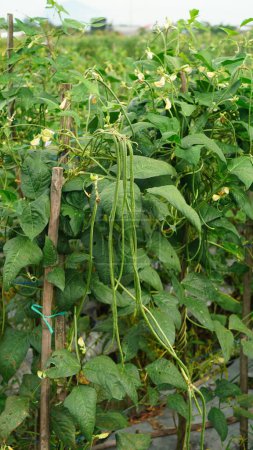 Vigna unguiculata sesquipedalis in the fields, has long green pods amidst dense leaves with sticks made of bamboo