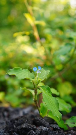 Commelina benghalensis en el campo, las flores son azules y las hojas son de color verde ovalado con bordes arrugados