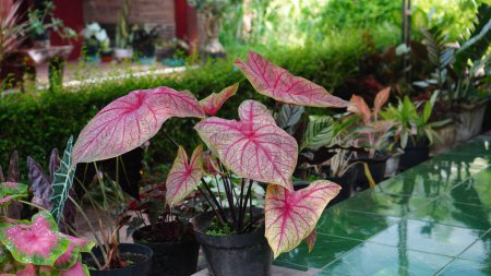 Caladium bicolor plant in a pot, its heart-shaped leaves are bright colored with red veins