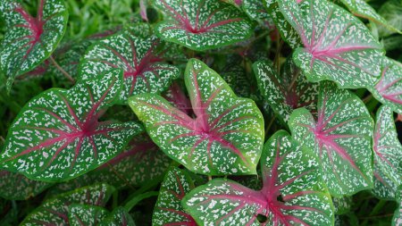 Caladium bicolor has dense leaves, the color is green with a combination of red with white spots on the surface