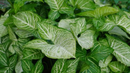 Syngonium podophyllum in the garden, has dense green heart-shaped leaves with white stripes and veins