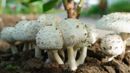 Chlorophyllum molybdites grows in the garden, it is white with a scaly crown and the stem has a thick ring