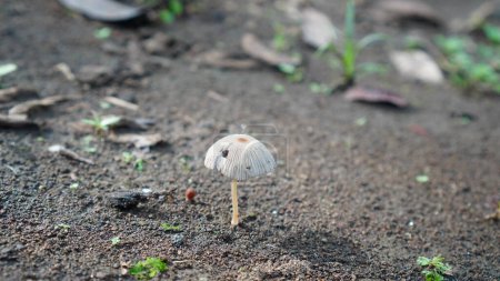 Parasola plicatilis wächst auf feuchten Böden in Waldgebieten