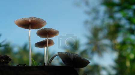 Pleated inkcap mushroom with the scientific name Parasola plicatilis grows in the forest on a background of blue sky and trees