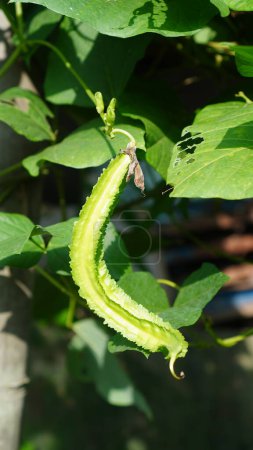 close up view of Winged bean or Psophocarpus tetragonolobus on tree