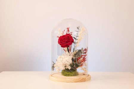 Photo for Preserved red rose in a glass dome on a white table with white background - Royalty Free Image