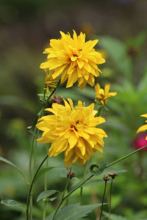 Téléchargez les photos : Très belles fleurs jaunes pour le jardin - en image libre de droit