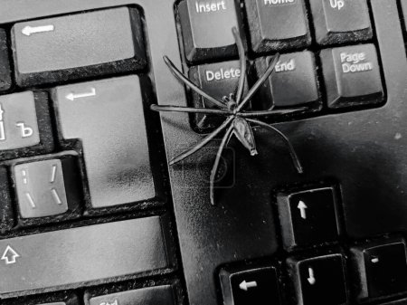 Téléchargez les photos : Araignée noire sur clavier noir. IT trouble photo abstraite. - en image libre de droit