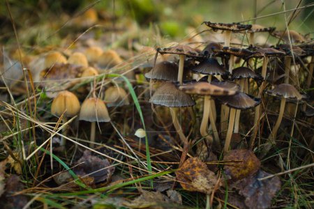 Photo for Mushroom kingdom somewhere deep in a forest - Royalty Free Image