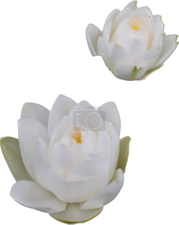 Foto de Lirios de agua blanca en flor aislados se refiere a las hermosas plantas acuáticas con flores blancas prístinas que crecen en soledad, creando una escena natural serena y tranquila - Imagen libre de derechos
