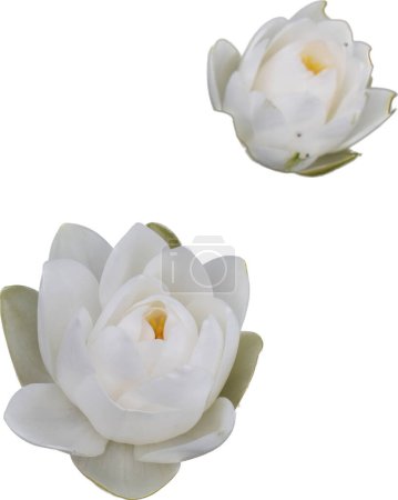 Foto de Lirio de agua floreciente aislado en blanco, flor de nenuphar, hermosa textura floral - Imagen libre de derechos