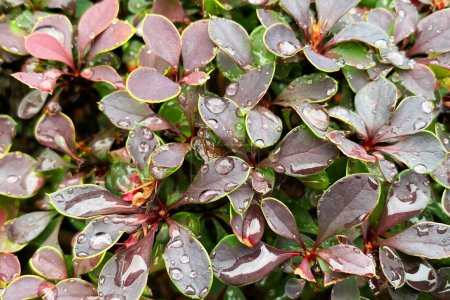 Photo for Leaves of barberry with drops of water after the rain. - Royalty Free Image