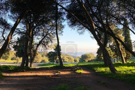 Téléchargez les photos : Pins dans le parc au coucher du soleil à Lisbonne - en image libre de droit