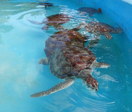 Téléchargez les photos : Les tortues de mer nagent dans une piscine à Cuba - en image libre de droit
