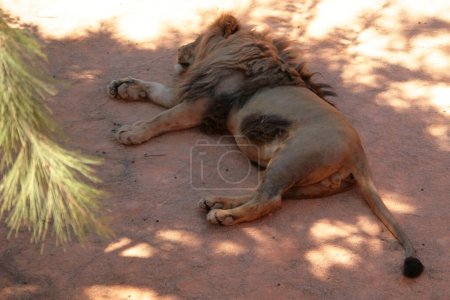 Photo for Lion lies in the shade on the sand, wild animal life, huge mammal - Royalty Free Image