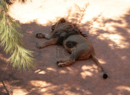 Photo for Lion sleeping in the shade of a tree in the shade of a tree - Royalty Free Image