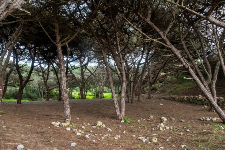 Pinos en el parque en la isla de Creta, Grecia