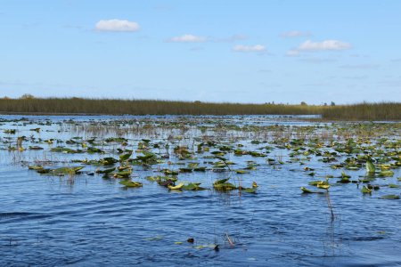 Lily pads on the water surface of the Okavango Delta, Botswana.