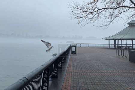 Seagull flying over the pier in the foggy morning.