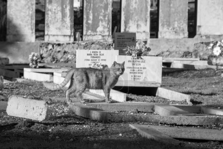 Téléchargez les photos : Chat dans un vieux cimetière de Lisbonne. Noir et blanc - en image libre de droit