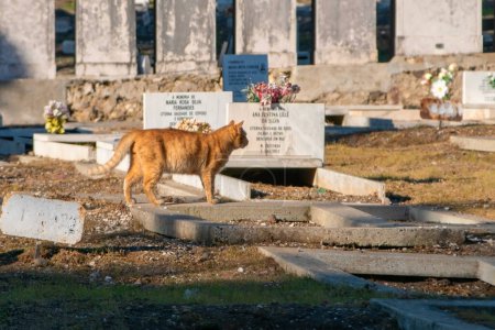 Téléchargez les photos : Chat dans un cimetière de la ville de Lisbonne - en image libre de droit