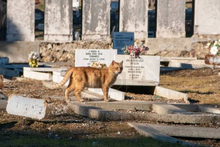 Foto de Gato en la tumba del propietario, lealtad de mascotas, lápidas y tumbas en el cementerio, lápida, lugar de enterramiento, Lisboa, Portugal - Imagen libre de derechos