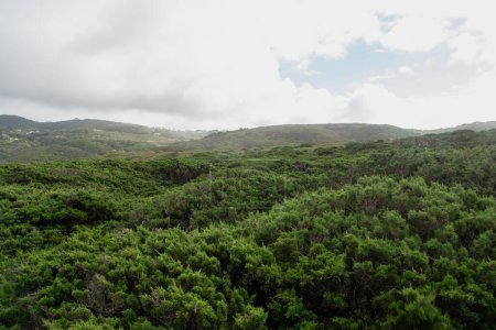 Paisaje de la isla de Madeira con árboles verdes y vegetación