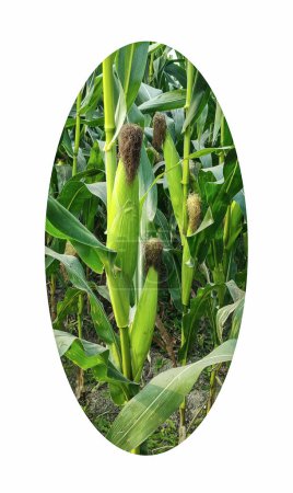 un campo de maíz con un círculo que dice maíz. un campo de maíz con una imagen de un maíz en el medio. un primer plano de una planta de maíz con un círculo a su alrededor
