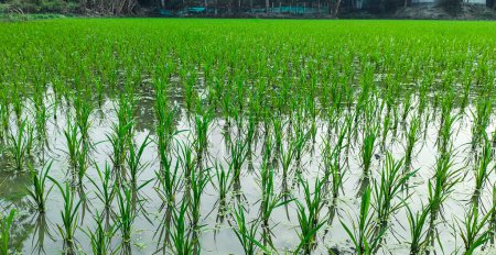 ein Feld mit grünem Reis, das in der Mitte eines Feldes wächst, ein Reisfeld mit einer grünen Pflanze, die darin wächst. Reisfelder sind ein üblicher Anblick in der Region.