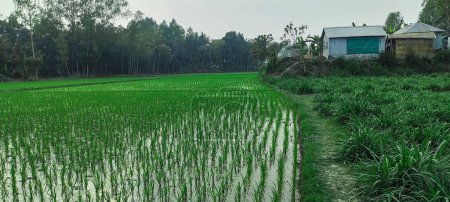 Bauernhof auf dem Land, ein Feld mit grünem Reis wächst in der Mitte eines Feldes, ein Reisfeld mit einer grünen Pflanze wächst in it.rice Felder sind ein häufiger Anblick in der Region.