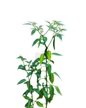 eine Pflanze aus grünem Chili mit grünen Blättern auf weißem Hintergrund, grüne Chilibaumblätter isoliert auf weißem, grünem Blattrahmen
