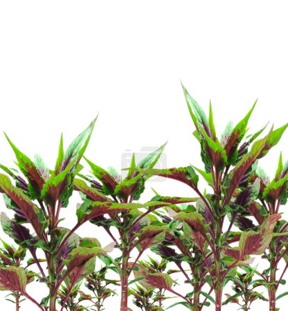 Foto de Un grupo de plantas de peine de gallo con hojas verdes y tallos rojos - Imagen libre de derechos