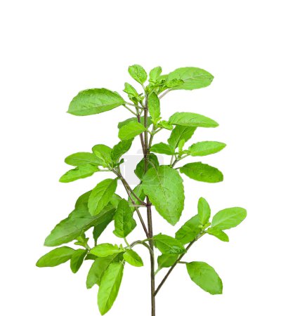 Foto de Una planta de hojas de menta verde con hojas sobre un fondo transparente, planta de albahaca - Imagen libre de derechos
