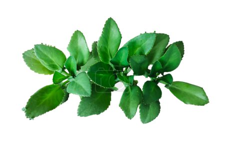 a close photo of green tree leaf brush on white background,  green leaves on a plant on a transparent background