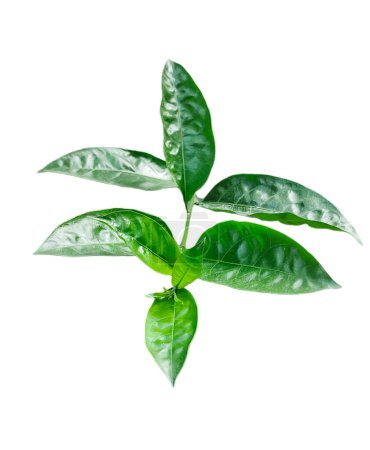 Foto de Una planta con hojas sobre una rama de jazmín, una planta con hojas verdes sobre un fondo transparente - Imagen libre de derechos