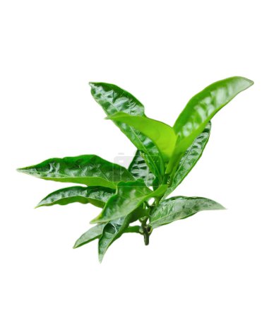a plant with leaves on a branch of Jasmine flower tree, a plant with green leaves on a transparent background