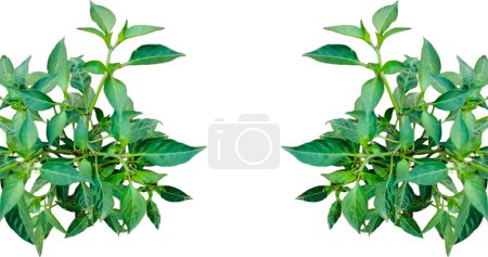 una planta de chile verde con hojas verdes sobre un fondo blanco, hojas de chile verde aisladas sobre un marco de hojas blancas y verdes