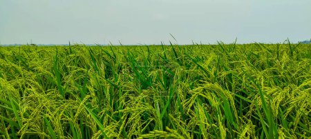 Photo for A close up of a green field of rice, a close up of a rice field, a field of green rice with tall grass, rice field in Bangladesh, - Royalty Free Image