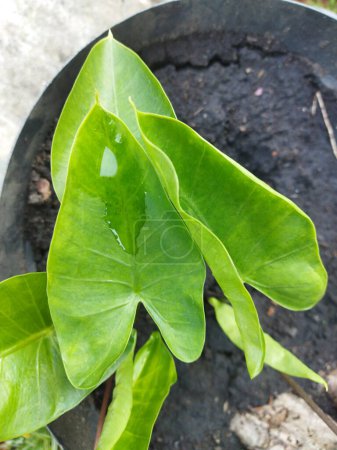 Bild von Wassertropfen auf der Pflanze Peltandra virginica