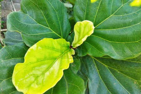 Téléchargez les photos : Ficus lyrata plante également connue sous le nom de tanaman Ketapang Biola - en image libre de droit