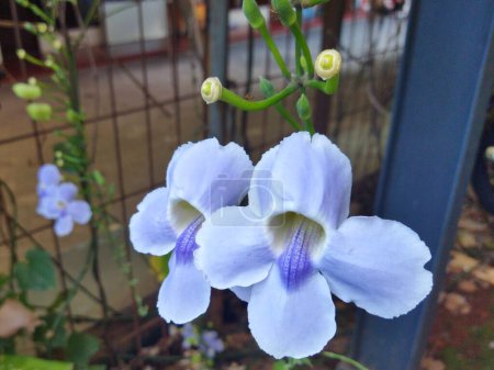 Téléchargez les photos : Une image de Thunbergia grandiflora fleurs ou thunbergia bleu - en image libre de droit