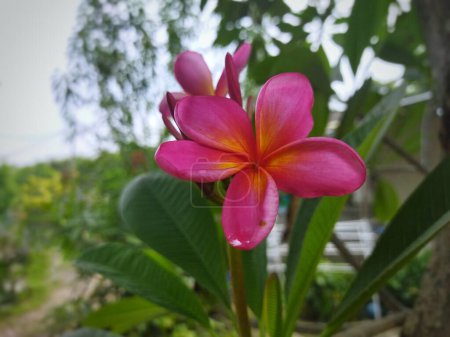 Téléchargez les photos : Fleur plumeria rose avec fond flou - en image libre de droit