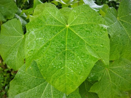 Photo for Jatropha plant leaf with water droplets - Royalty Free Image