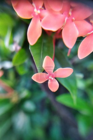 Close up photo of small flowers of Ixora javanica at outdoor garden